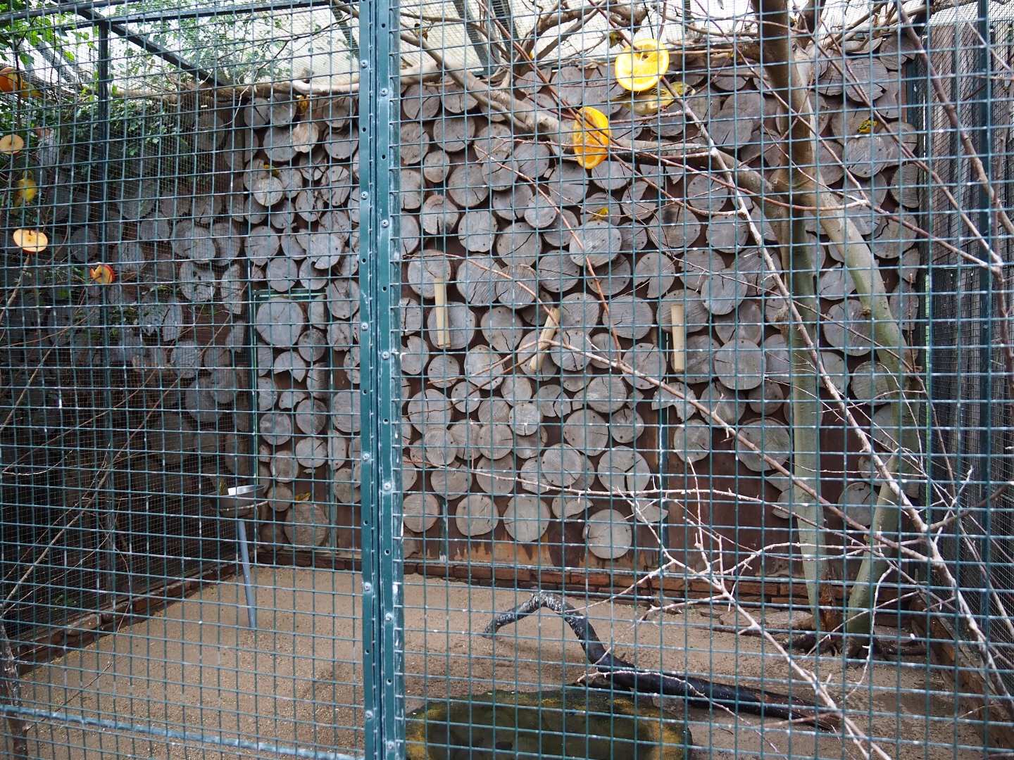 Aviary village weavers (Sep 2nd, 2018)