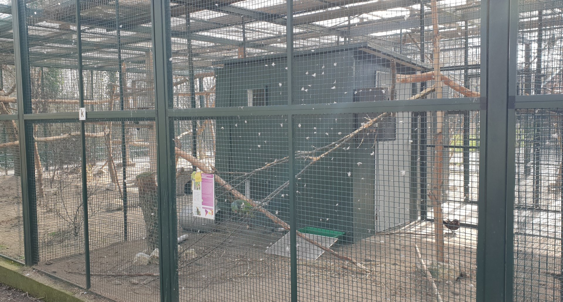 Aviary Vinaceous amazon