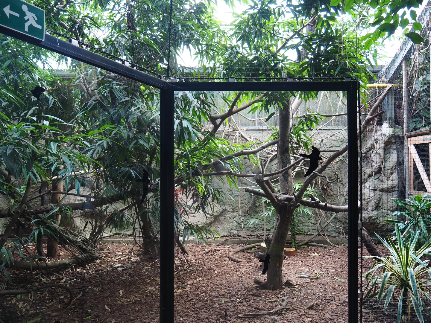 Aviary Visayan tarictic hornbill - Palawan peacock-pheasant (Sep 2nd, 2018)