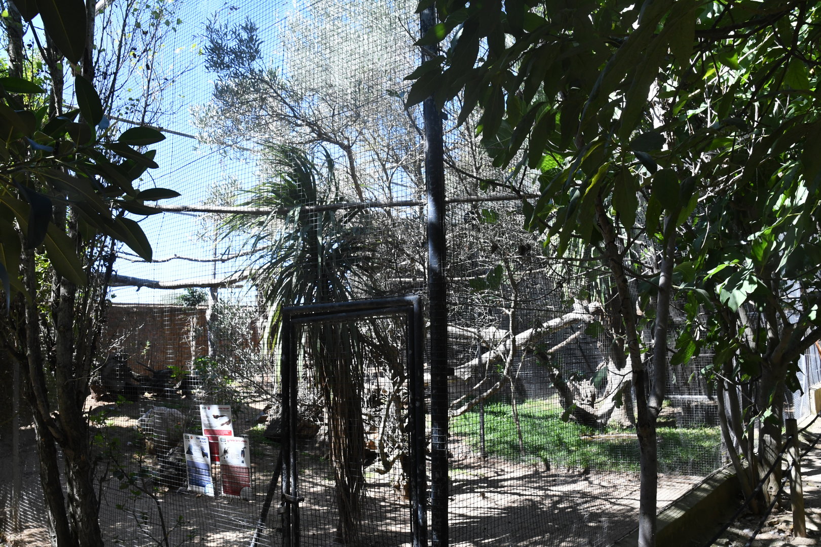 Aviary (Visayan Tarictic Hornbill, Sclater's Crowned Pigeon, Golden Pheasant)