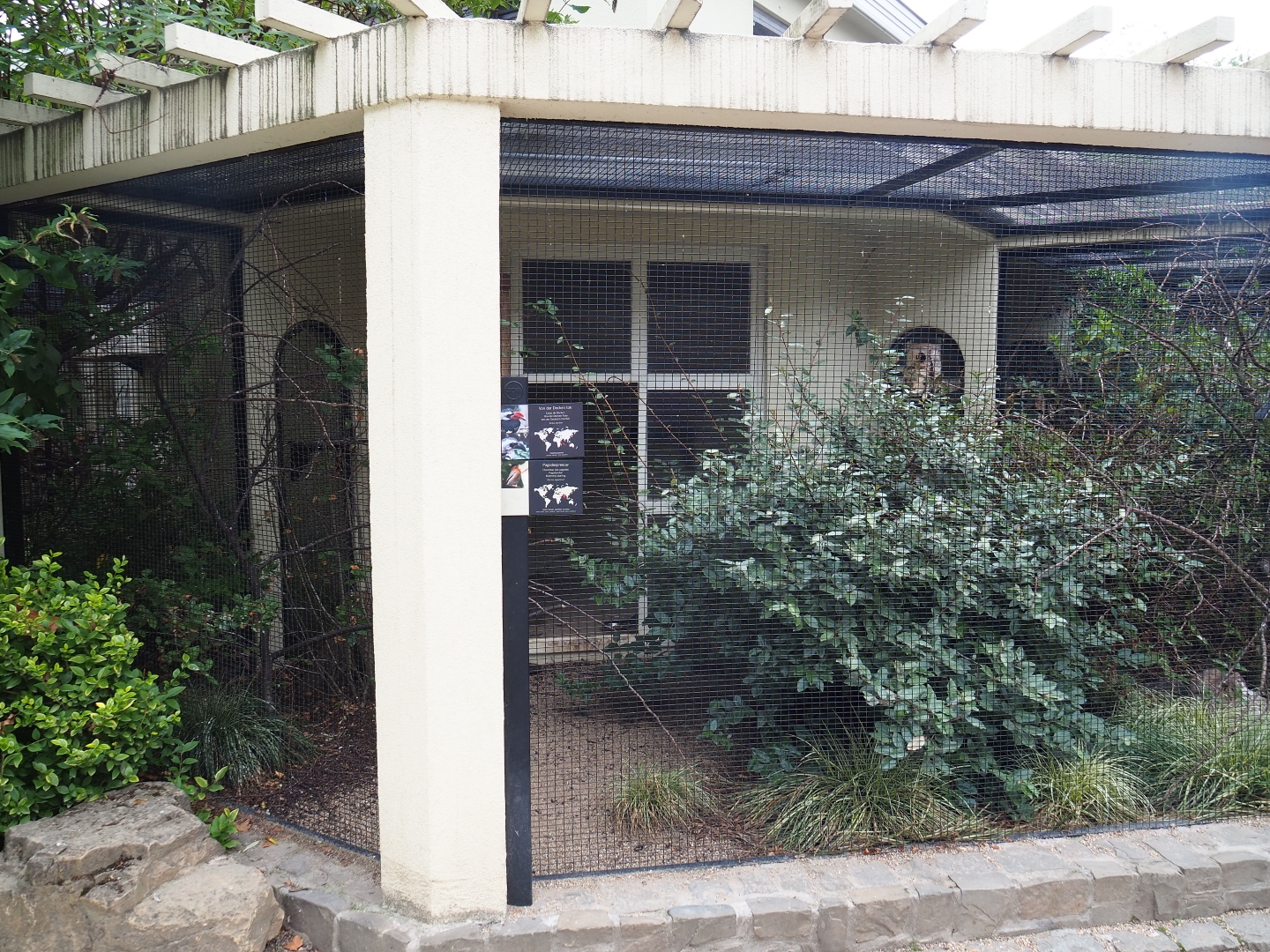 Aviary Von der Decken's hornbill and Brahminy starling