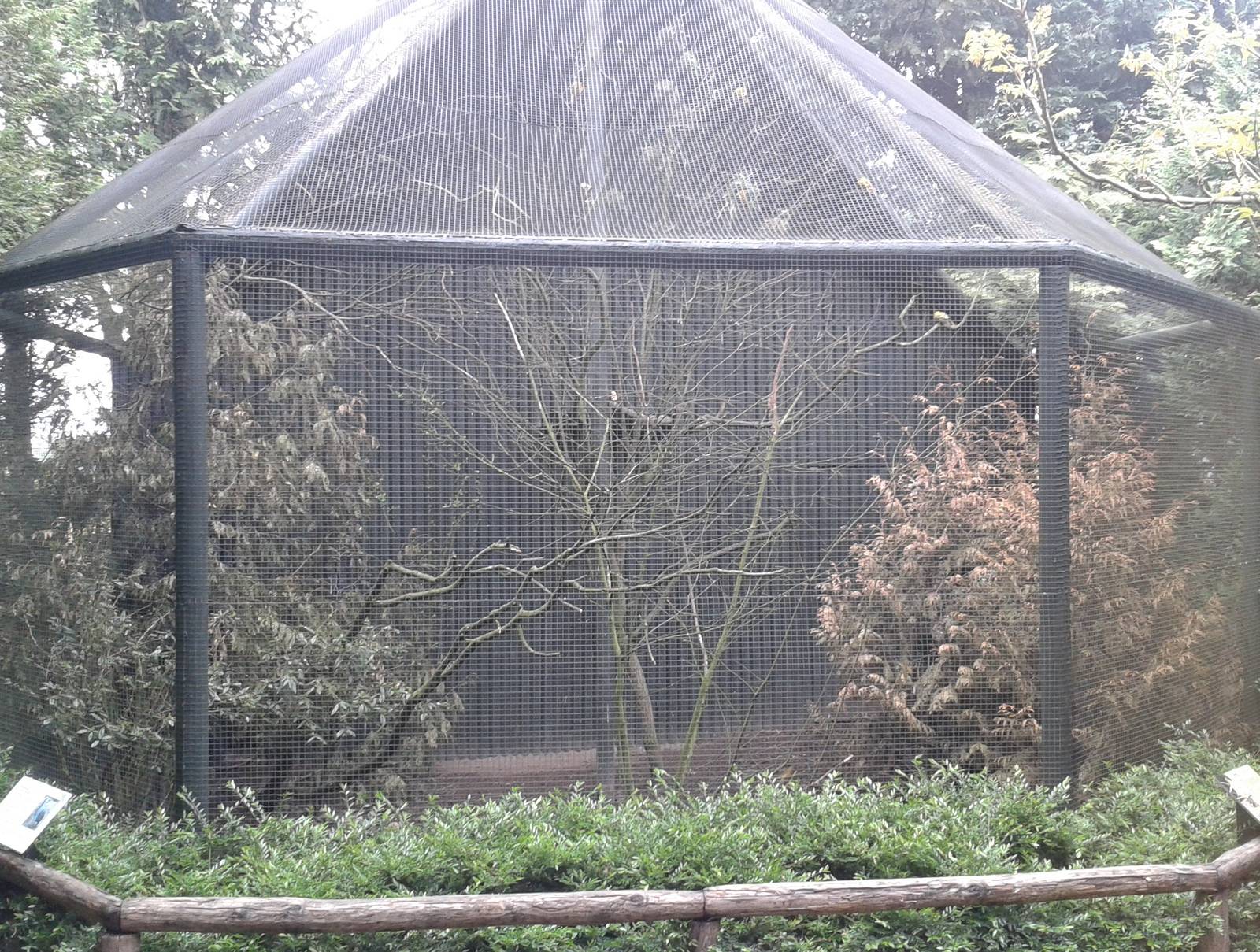 Aviary Vulturine guineafowl and village weavers