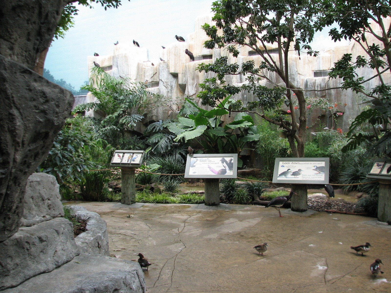 Aviary - Walkthrough Aviary