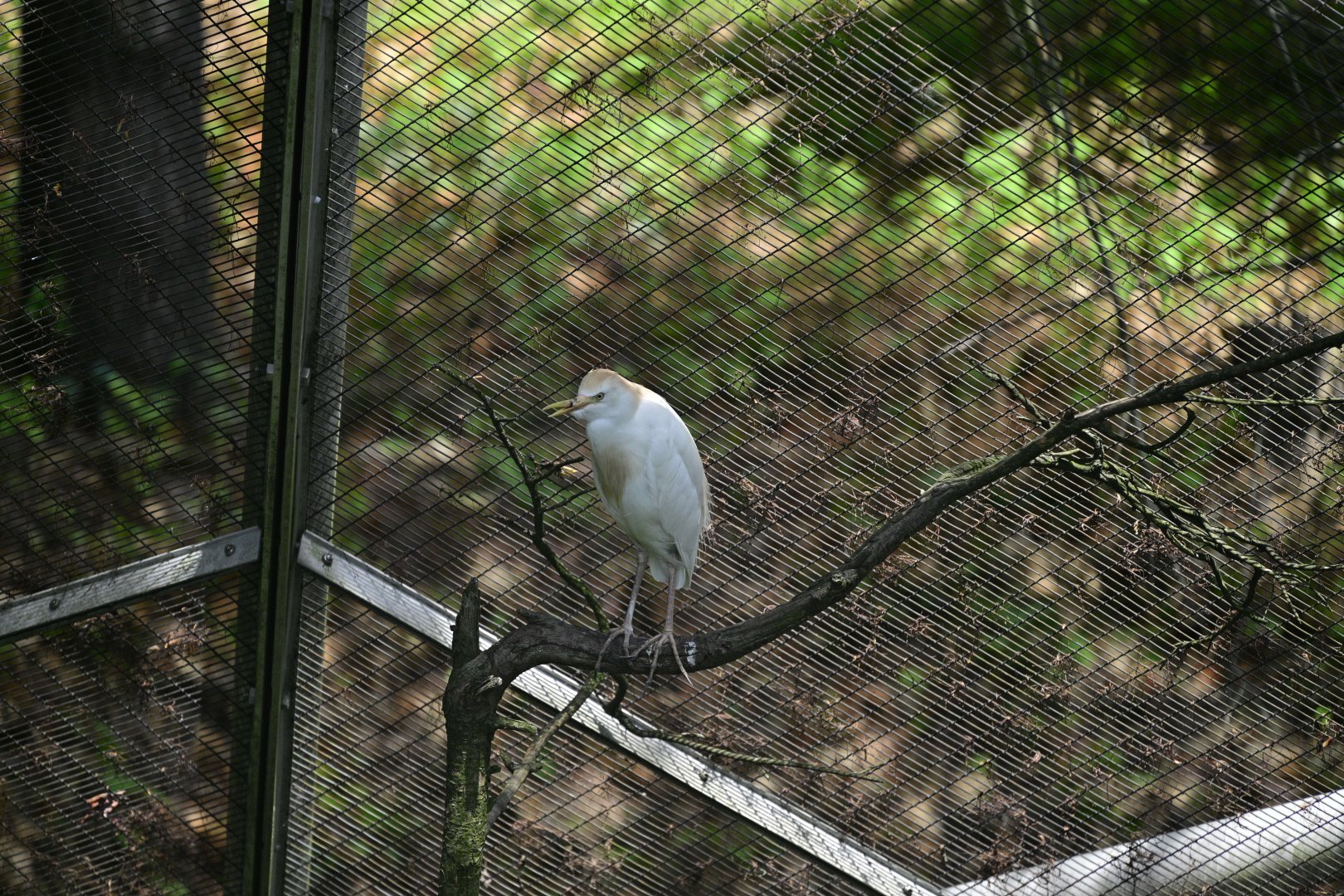 Aviary - Western Cattle-Egret (Ardea ibis)