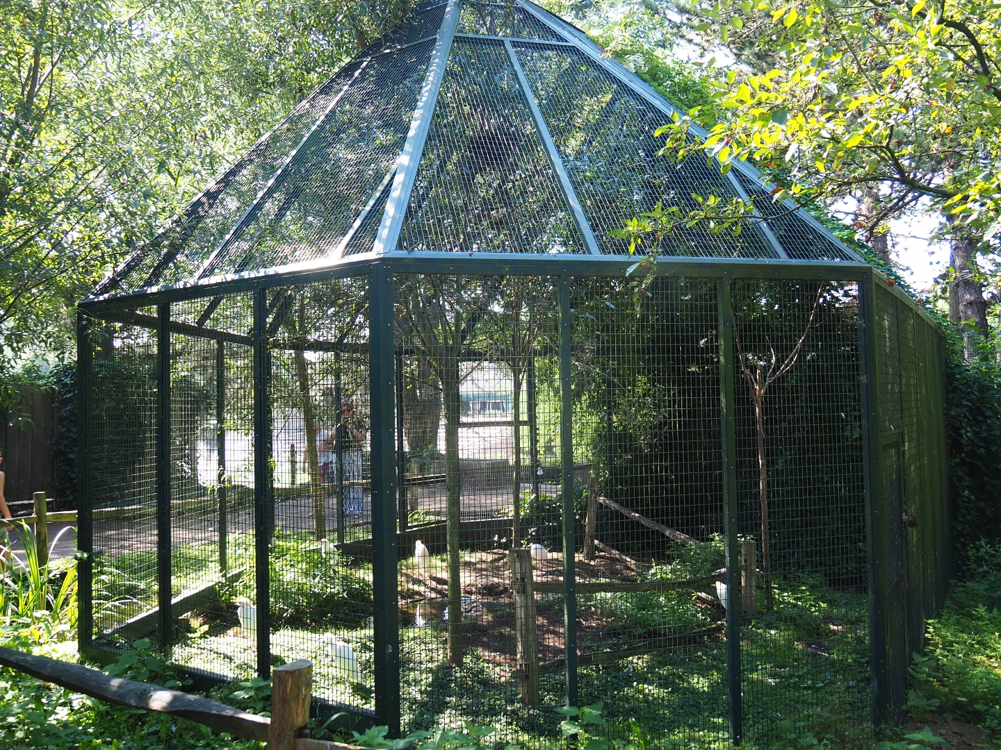 Aviary Western cattle egret (Sep 2nd, 2018)