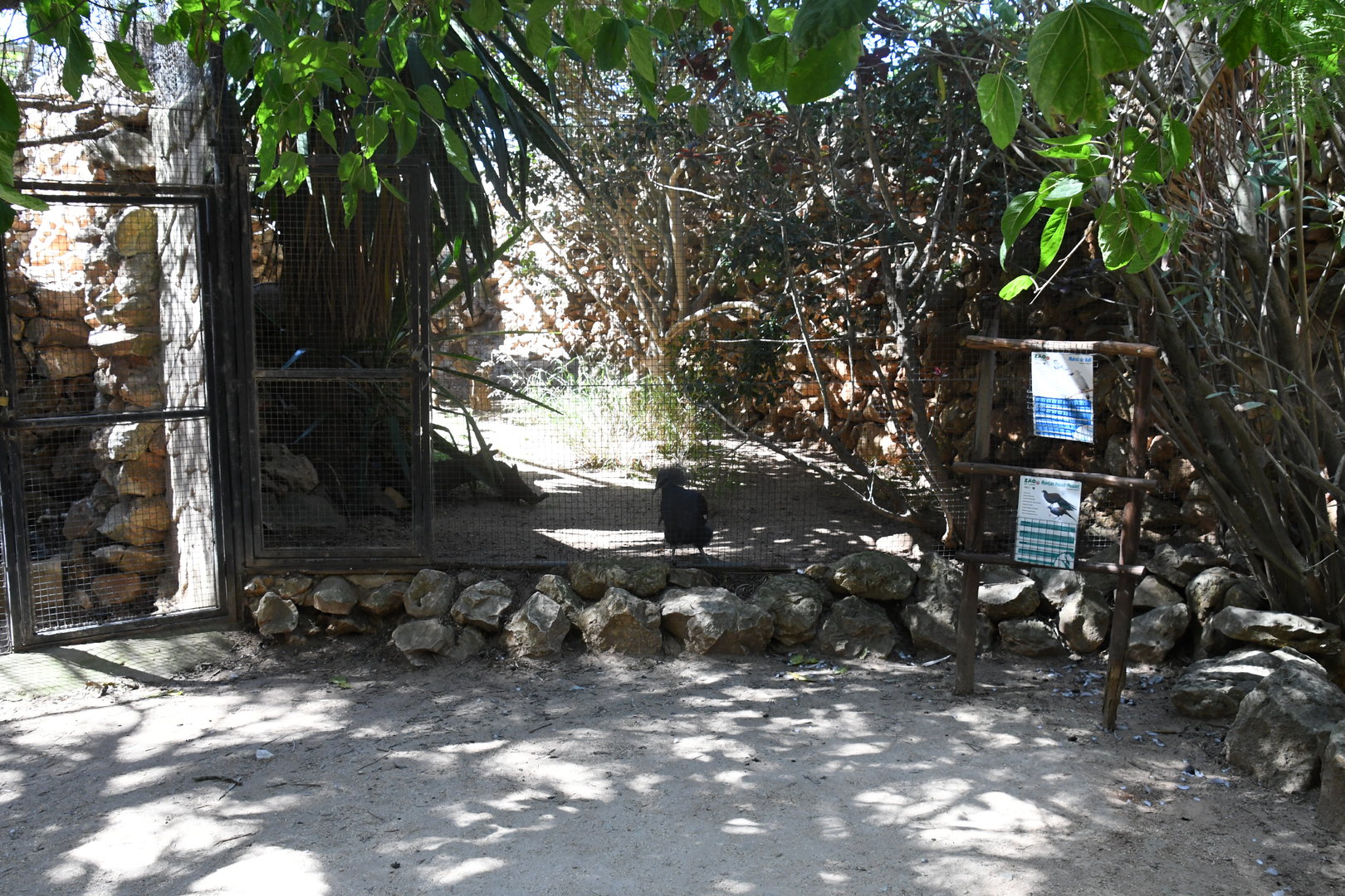 Aviary (Western Crowned Pigeon, Mountain Peacock-Pheasant, Bali Mynah)
