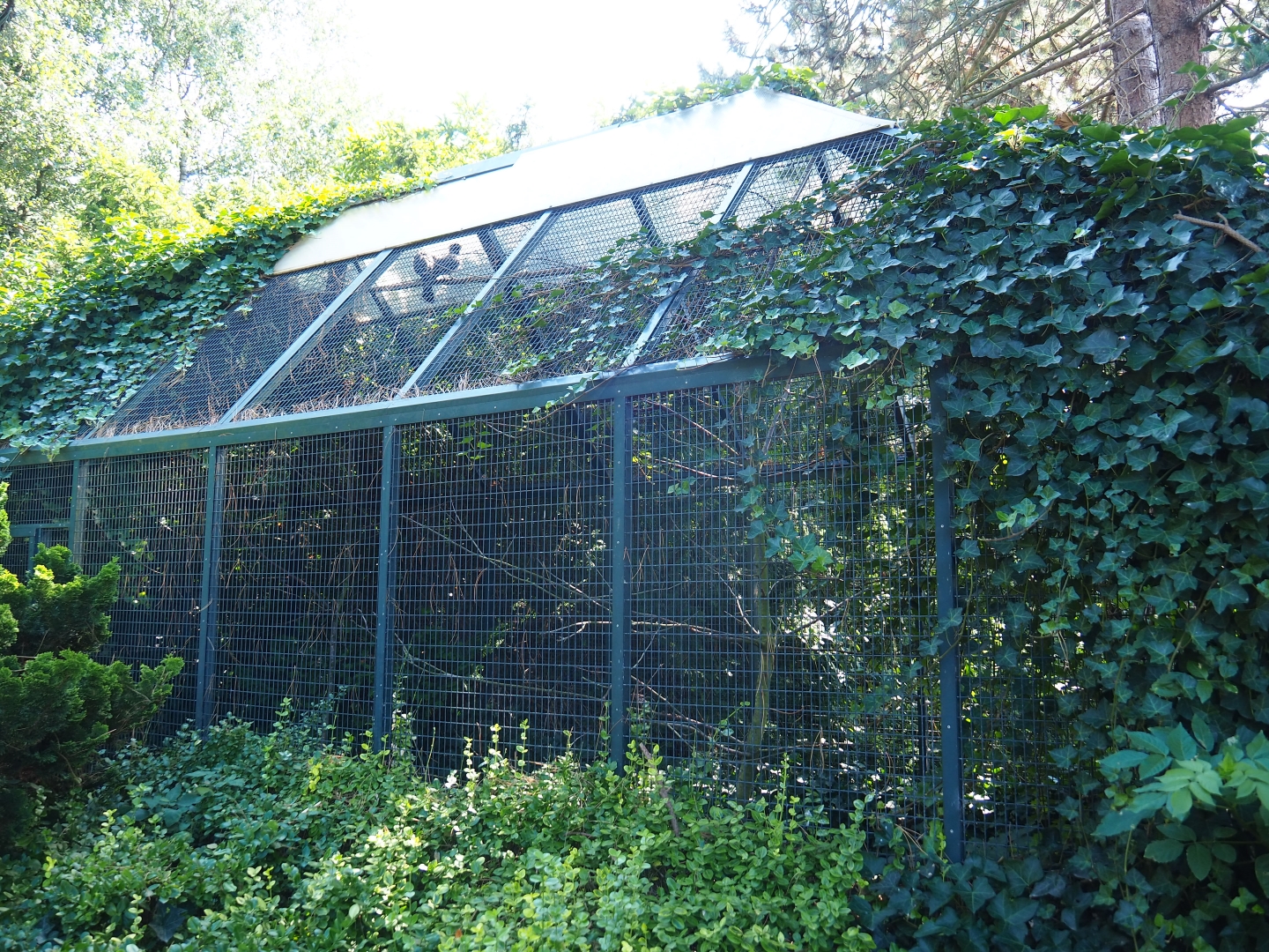 Aviary Western grey plantain-eater (Sep 2nd, 2018)