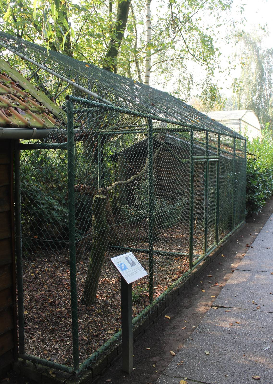 Aviary White caracara