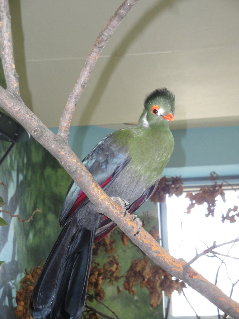 Aviary - White-cheeked Turaco