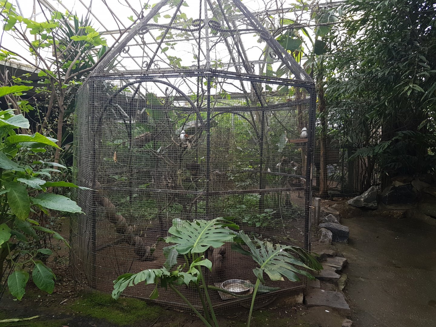 Aviary White-crested laughing-thrush