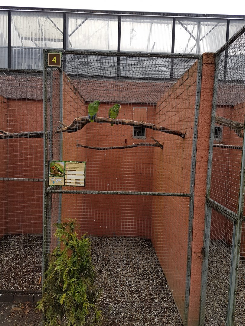 Aviary White-fronted amazon