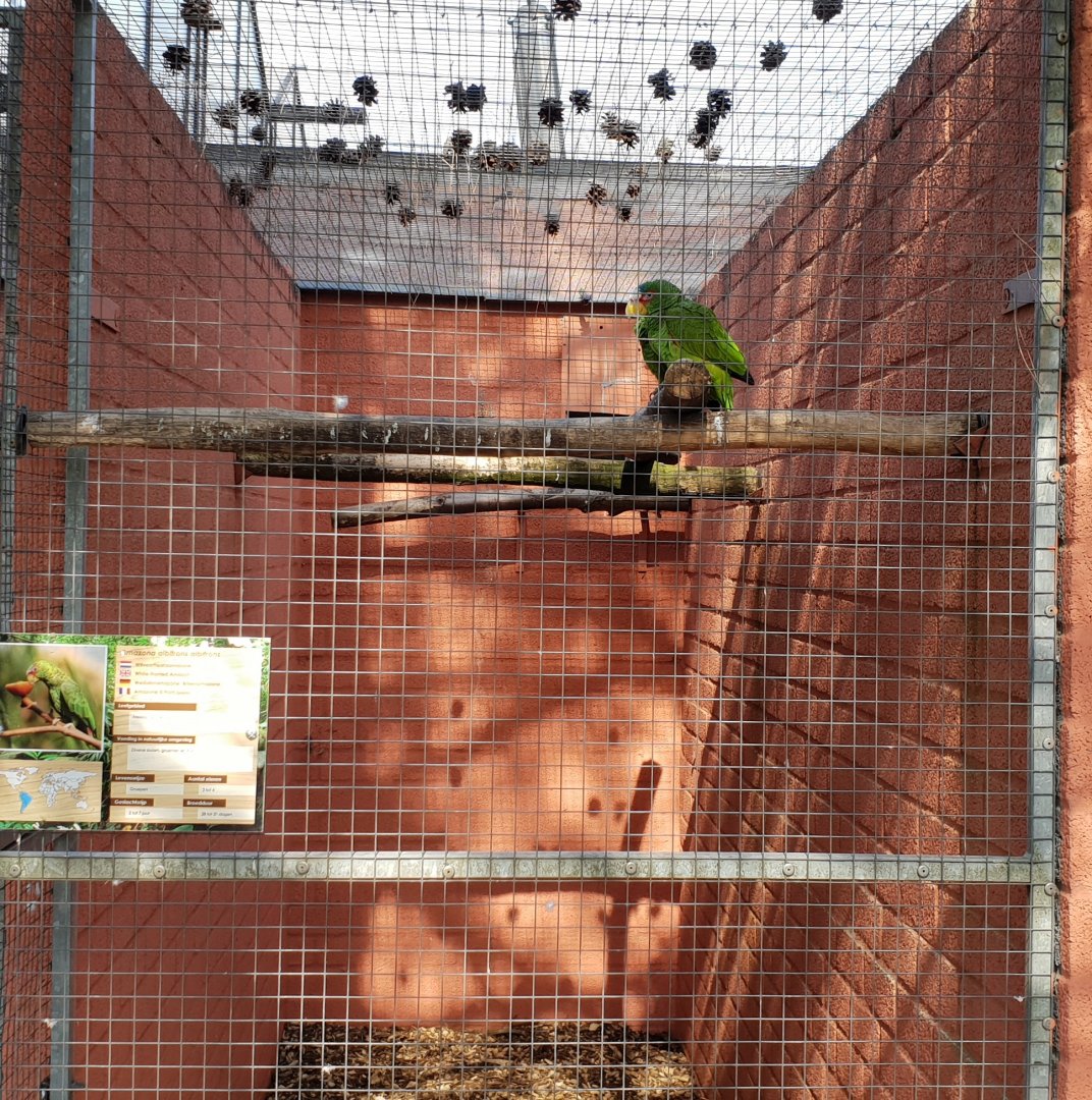 Aviary White-fronted amazon