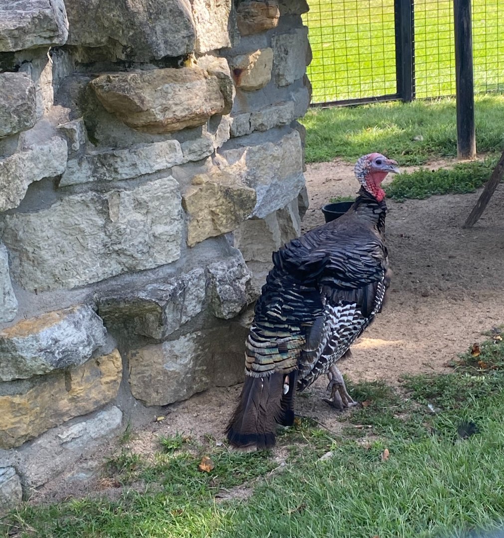 Aviary- wild turkey