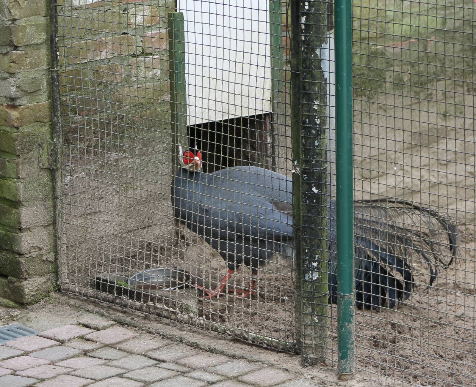 Aviary with blue eared pheasant