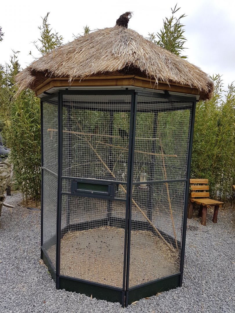 Aviary with Conures