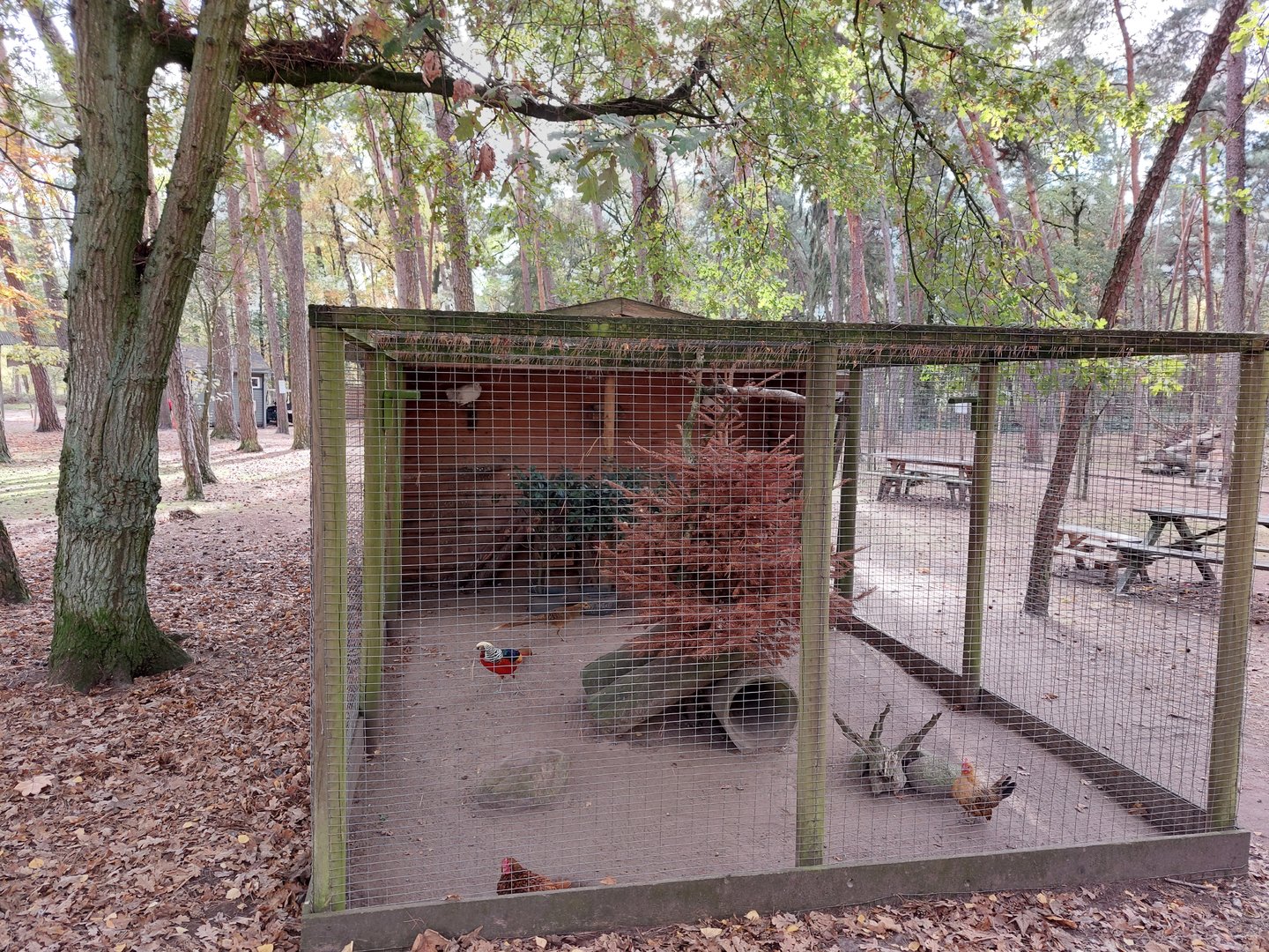 Aviary with golden pheasents, english fantail pidgeons and sebright chicken