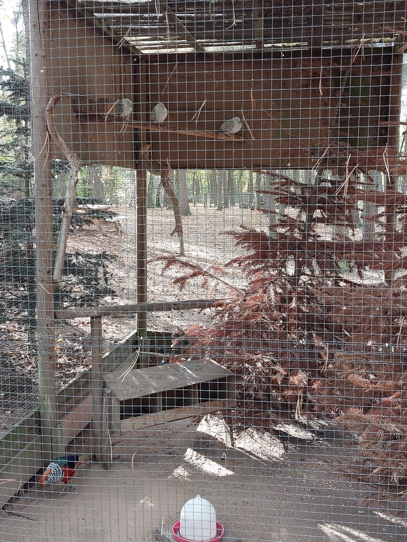 Aviary with goldenpheasents, japanese bantam chicken and king pidgeons