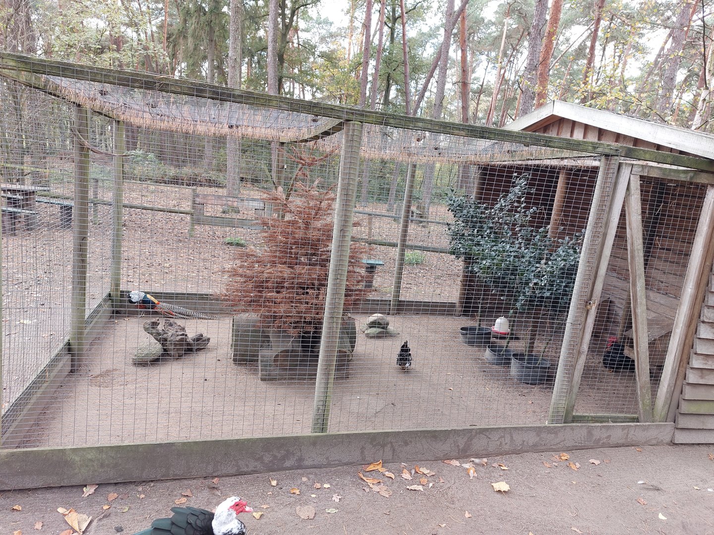 Aviary with Lady Amherst's pheasants, frillbackpidgeons and japanese bantam chicken