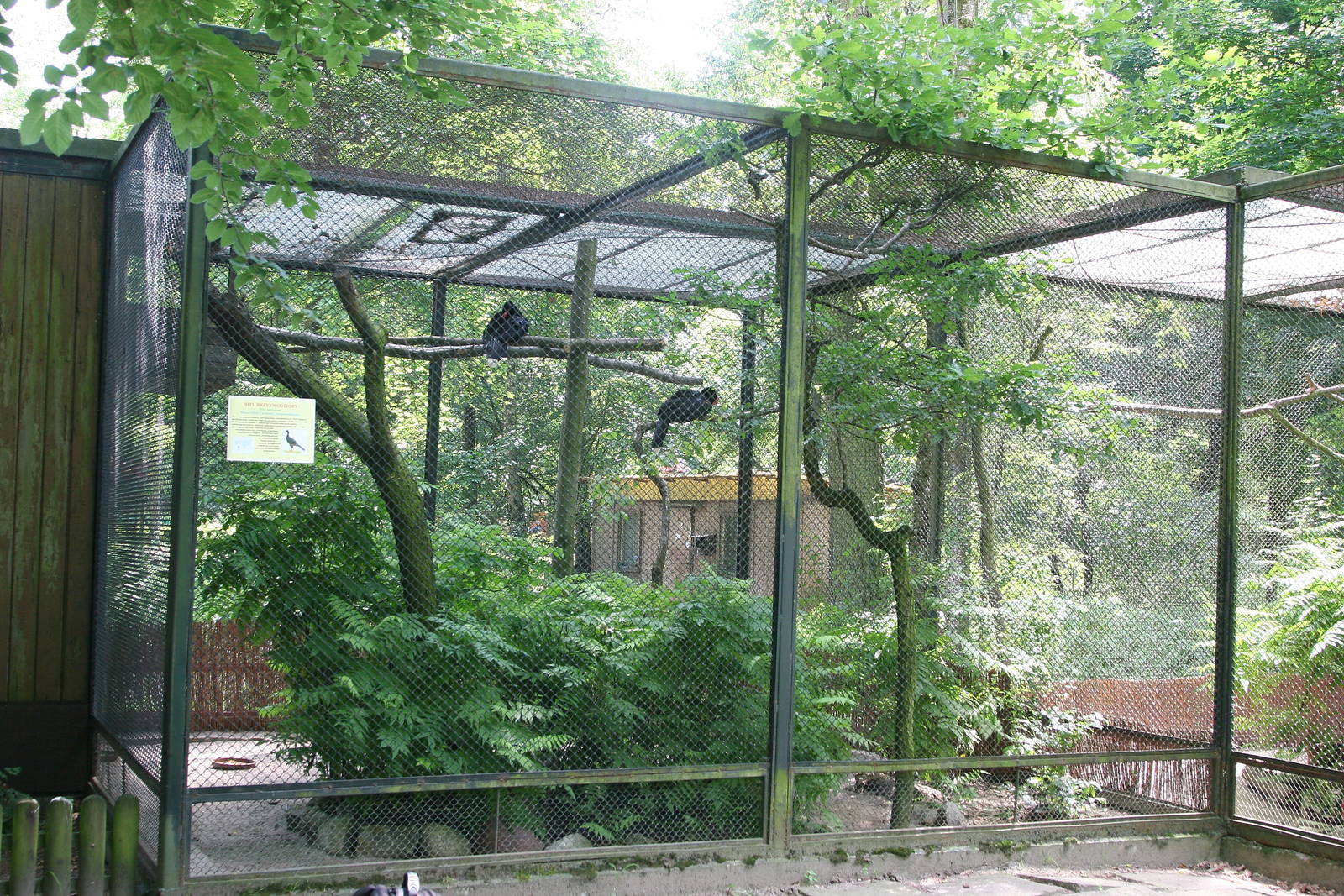 Aviary with Razor-billed Curassows