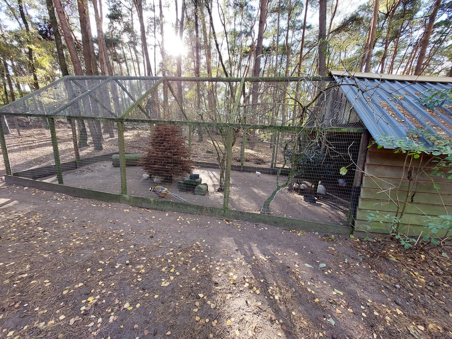 Aviary with Reeves's pheasants and chinese silk chicken