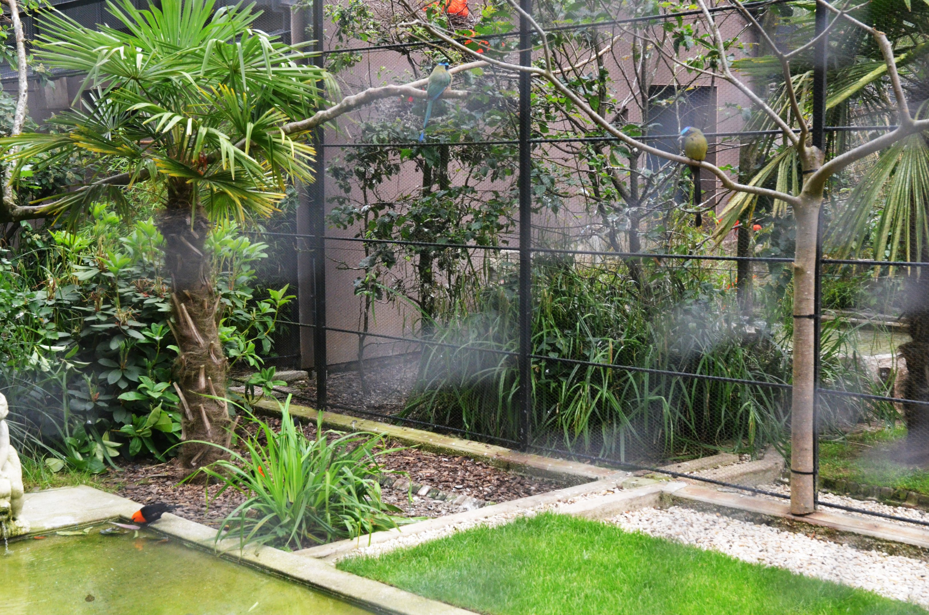 Aviary with Scarlet-headed Blackbirds and Motmots at Clères, 16/06/18