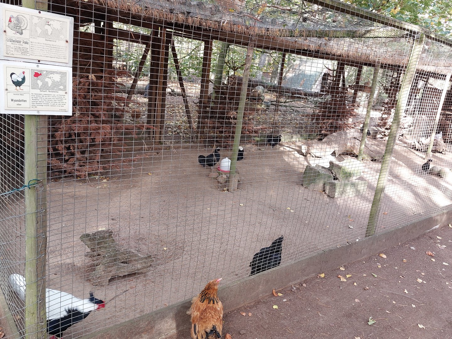 Aviary with silver pheasents and polish chicken