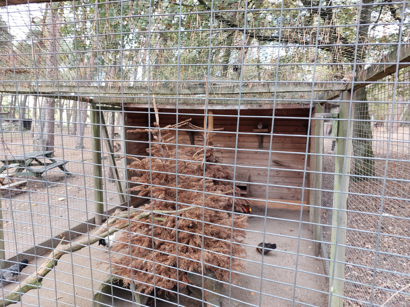 Aviary with sunda collared doves, Barbu d'Anvers chicken and  a golden pheasent