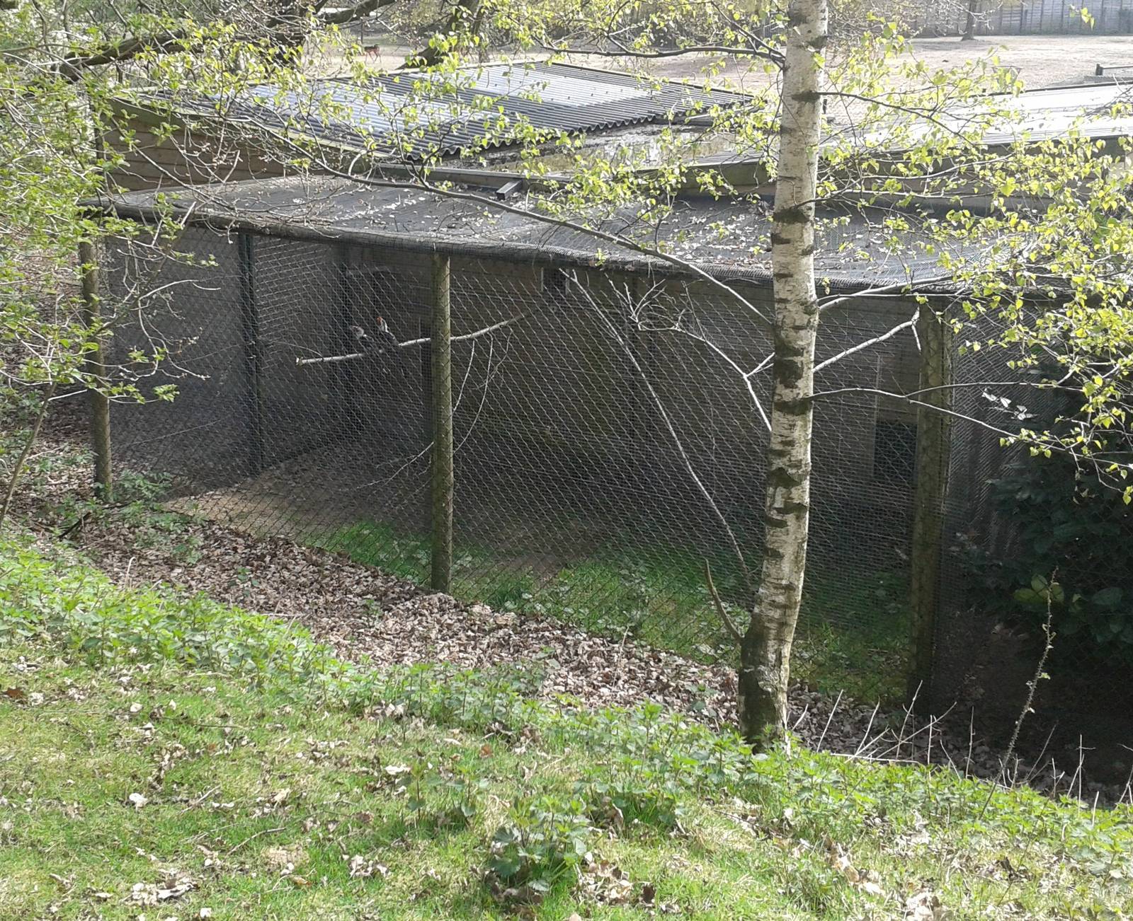 aviary with Von der Deckens hornbills