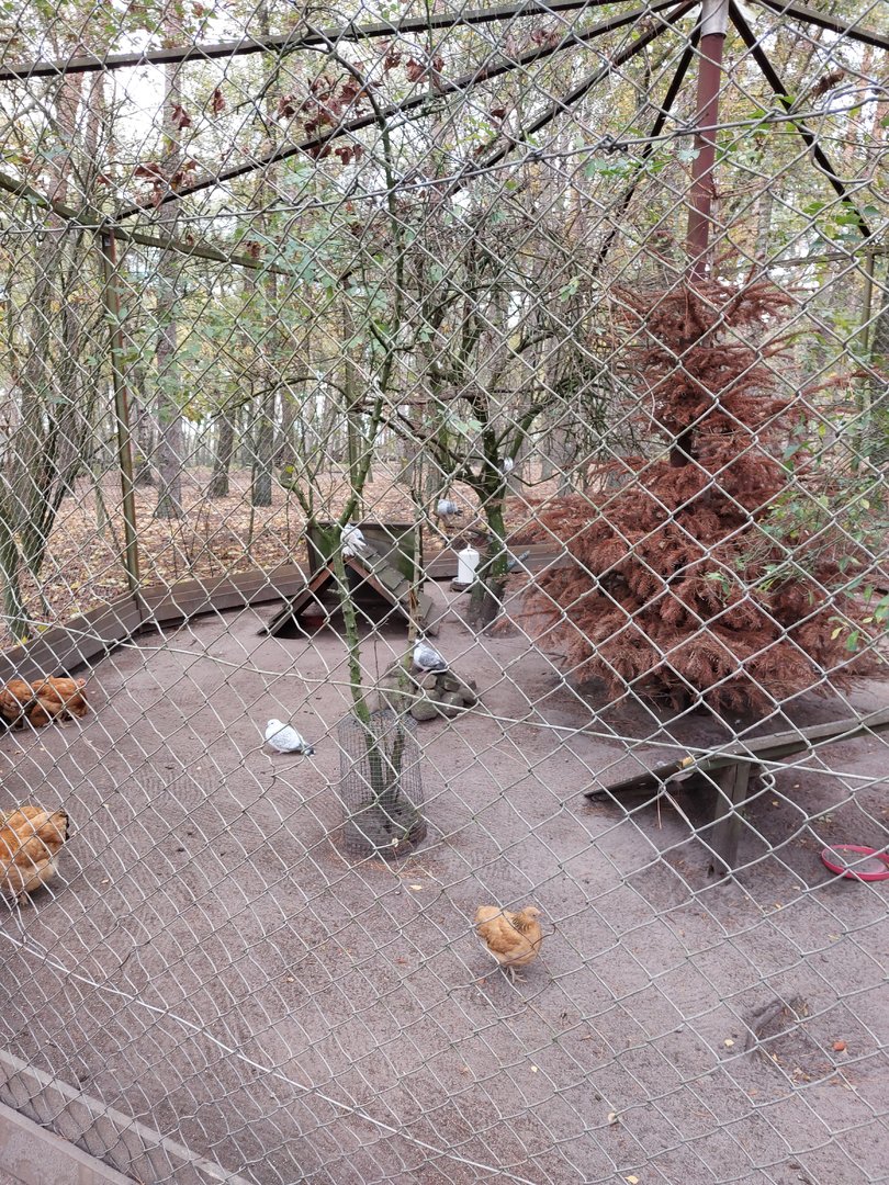 Aviary with westfälischer totleger chicken and ice pidgeons