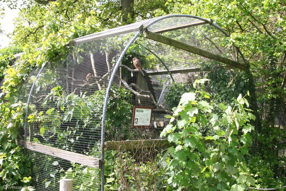 Aviary with White-eyed Kestrels