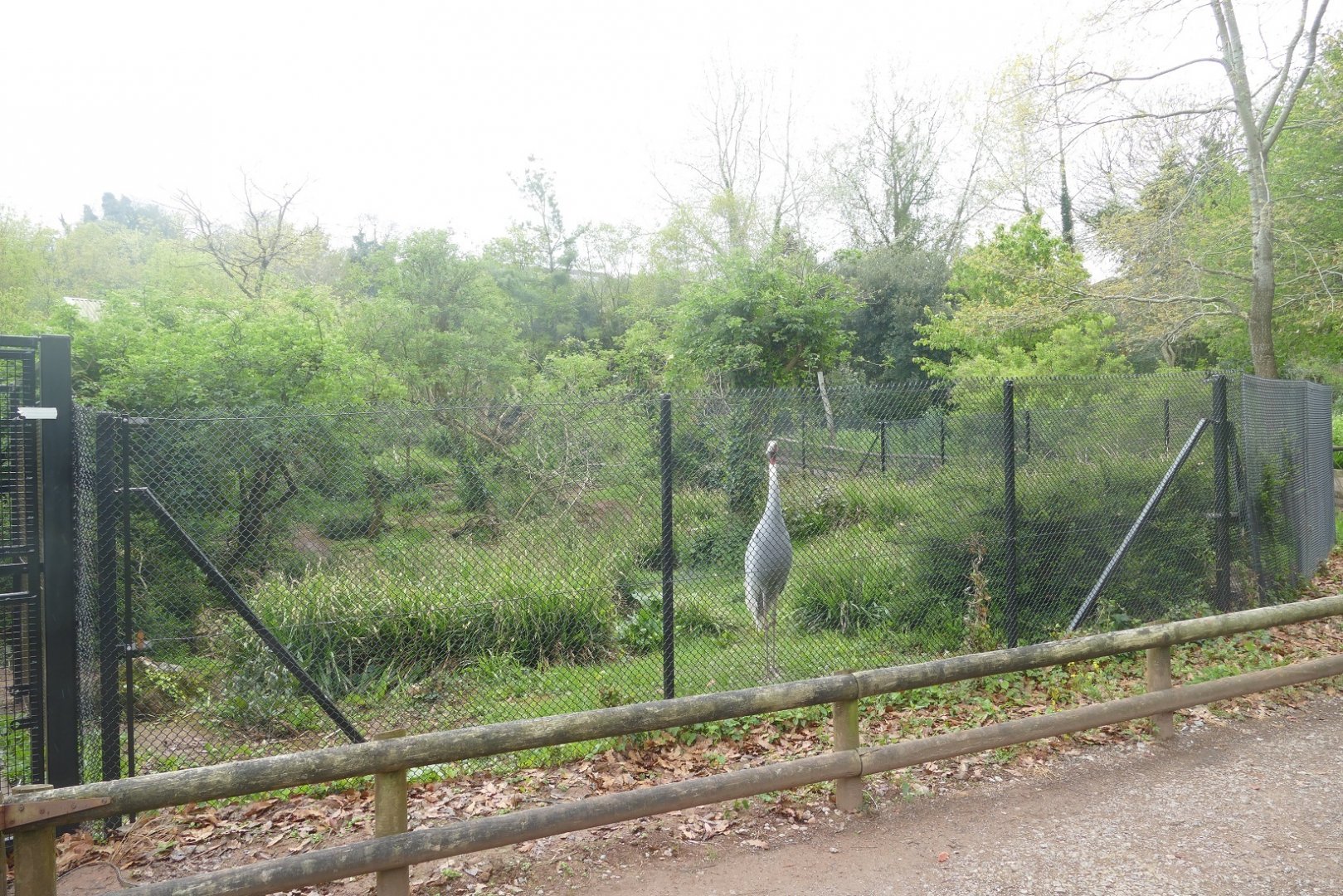 Aviary work in progress, April 2019