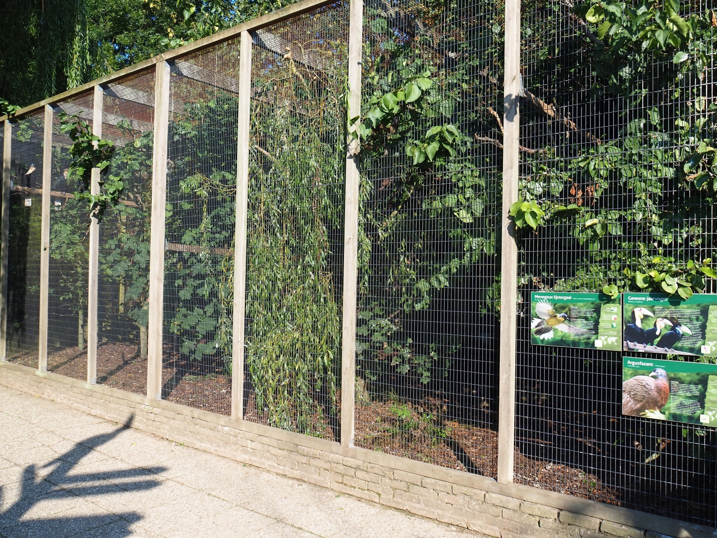 Aviary Wreathed hornbill - Great argus - Blue-crowned laughingthrush (Sep 2nd, 2018)