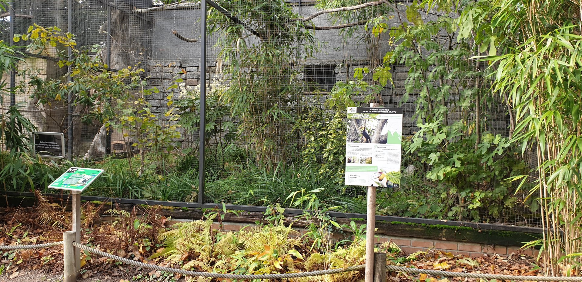 Aviary Wreathed hornbill