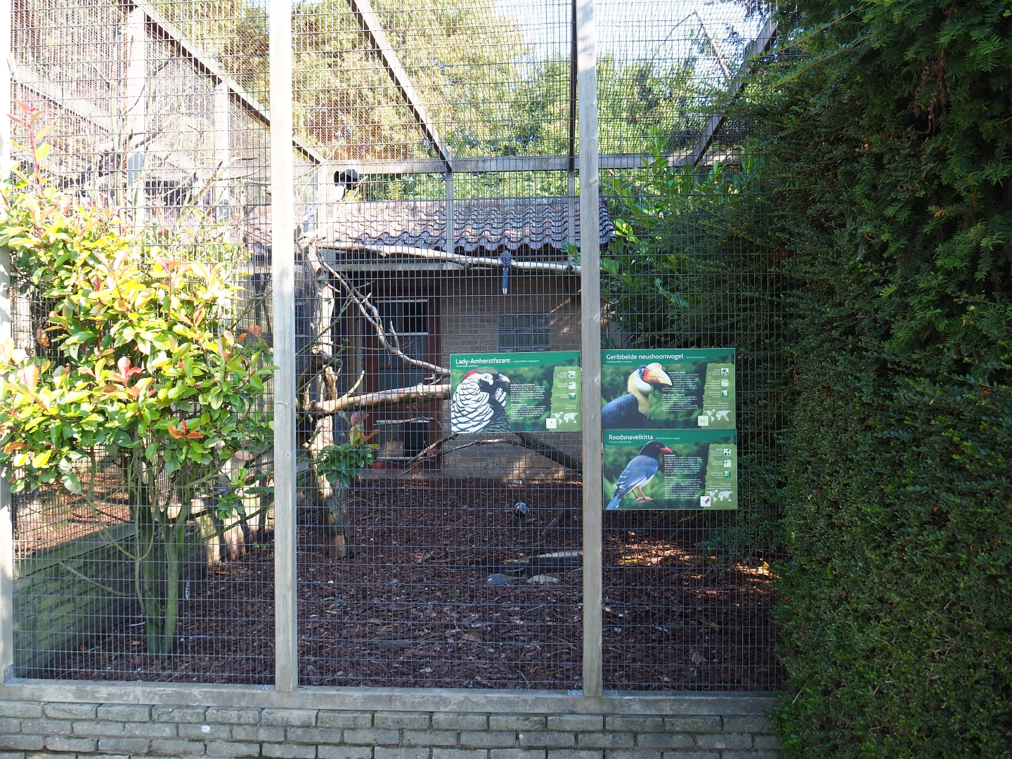 Aviary Wrinkled hornbill - Lady Amherst's pheasant - Red-billed blue magpie (Sep 2nd, 2018)