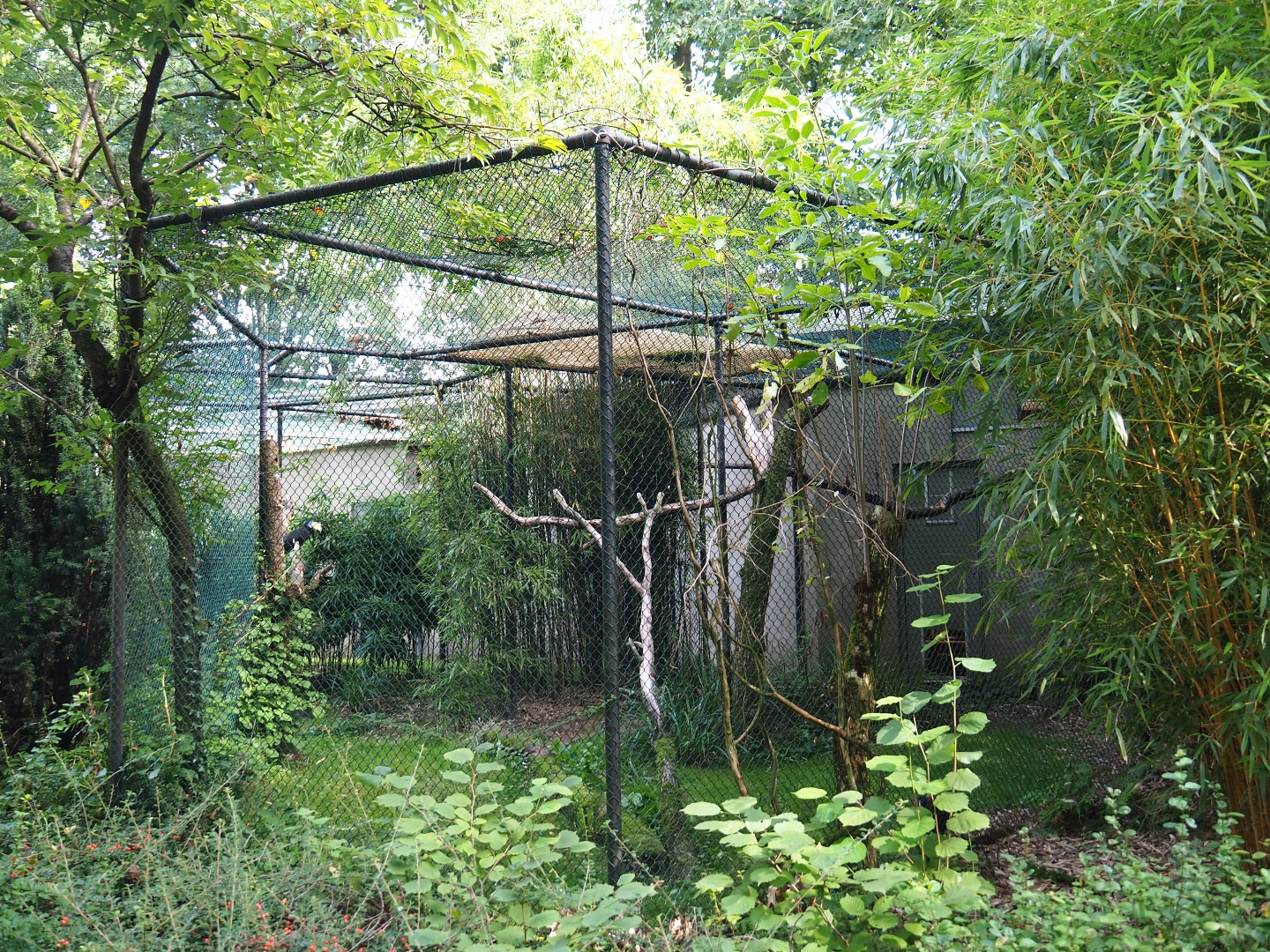 Aviary wrinkled hornbill - Malayan great argus (Sep 16th, 2018)