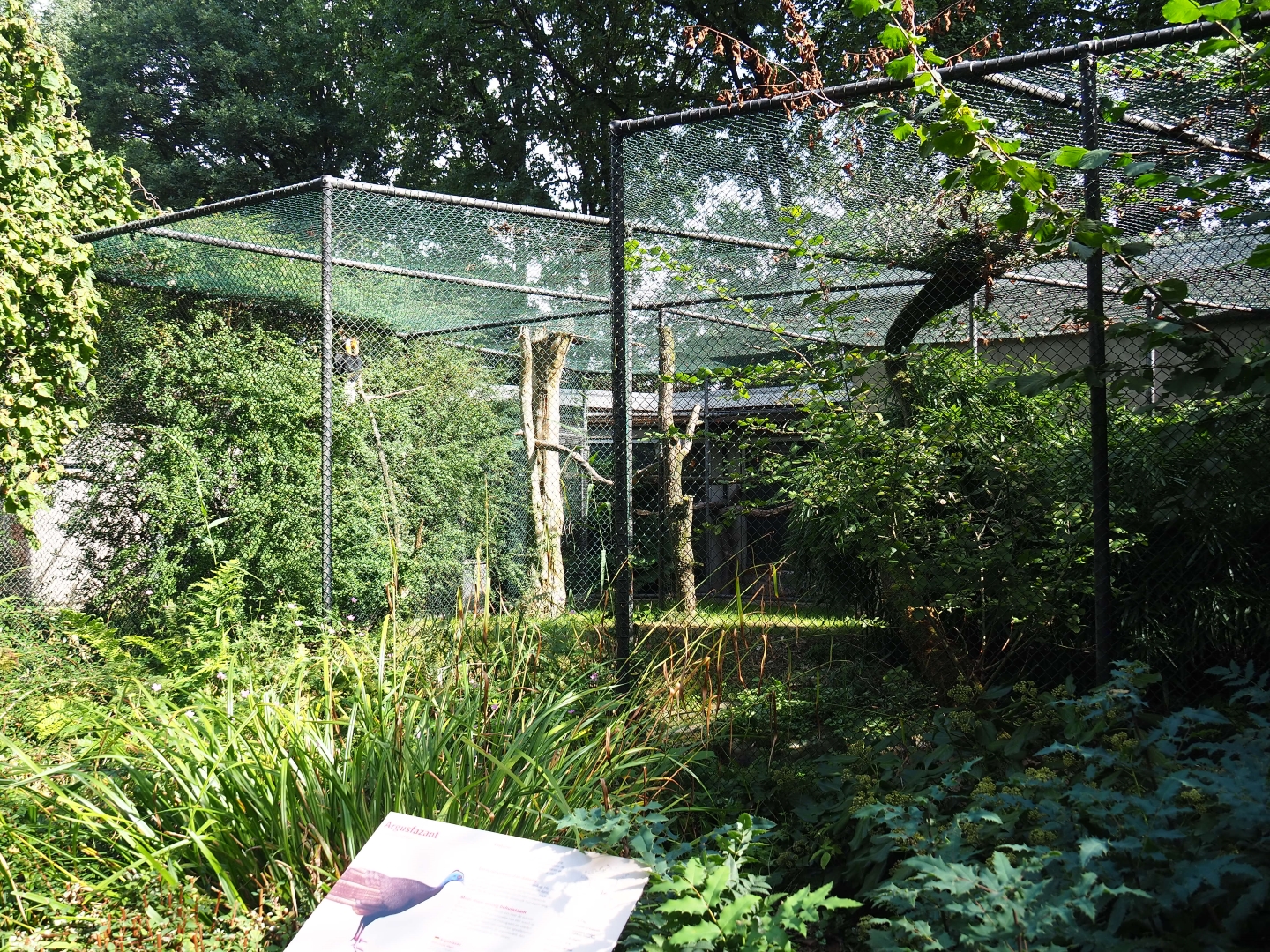 Aviary wrinkled hornbill - Malayan great argus (Sep 16th, 2018)