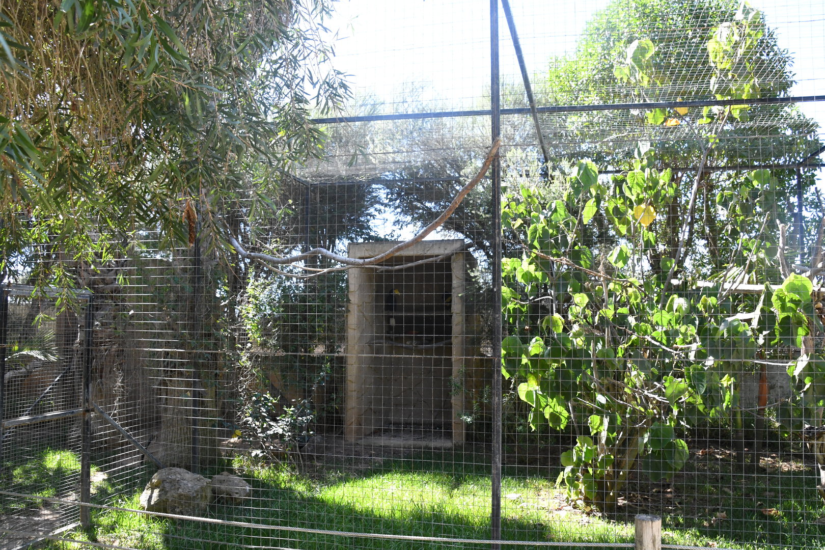 Aviary (Wrinkled Hornbill)