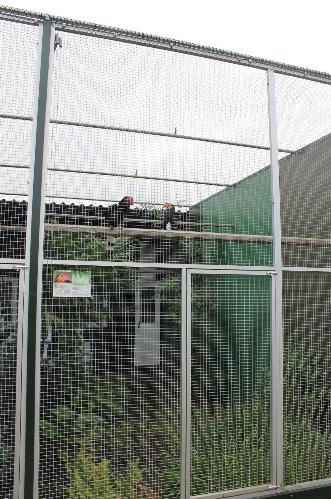 Aviary Writhed hornbill