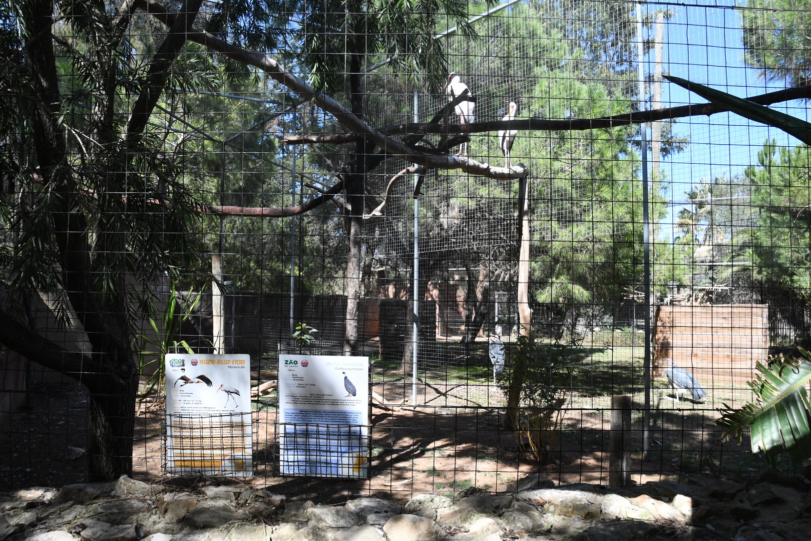 Aviary (Yellow-billed Storks, Crested Guineafowl, African Comb Duck)
