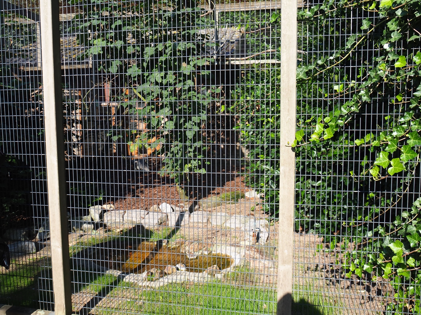 Aviary Yellow-faced myna and Satyr tragopan (Sep 2nd, 2018)