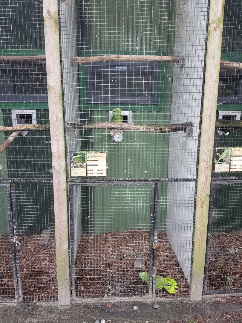 Aviary Yellow-naped amazon