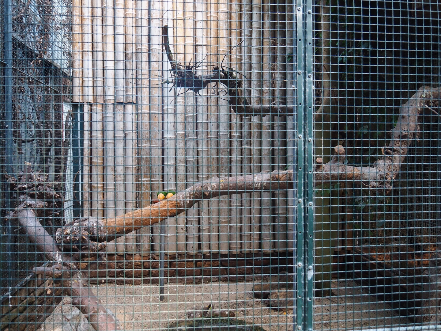 Aviary yellow-thighed caique (Sep 2nd, 2018)