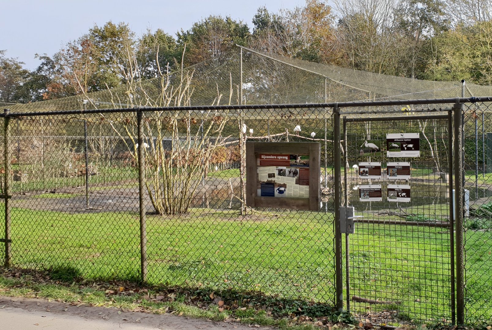 Aviary Yellowbill - Spoonbill - Ibis - Duck