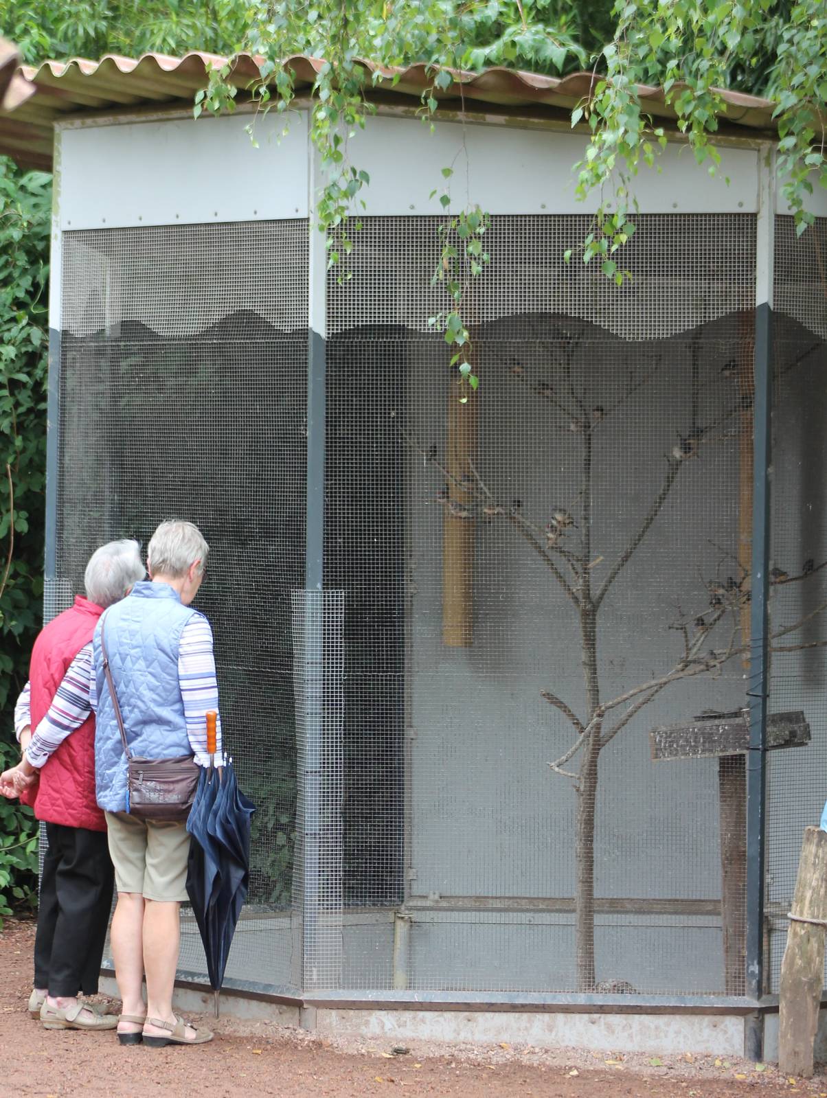 Aviary Zebra finches