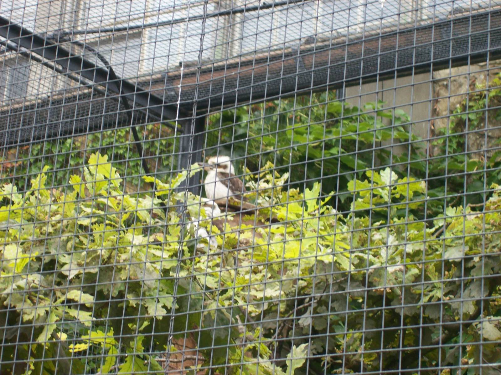 aviary