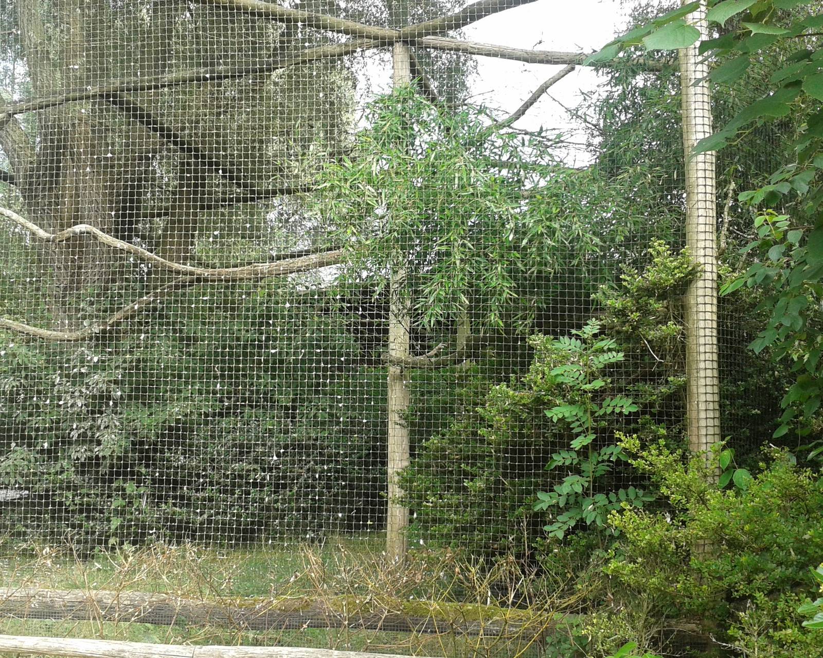 Aviary