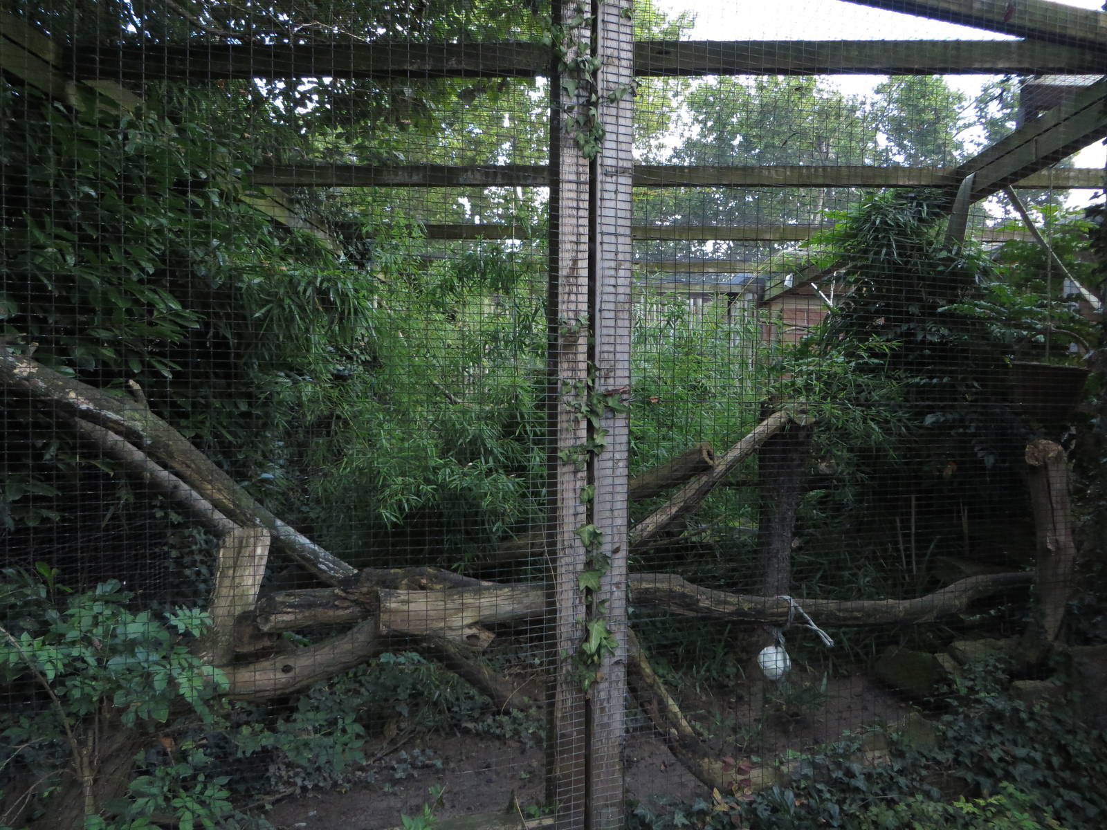 Aviary