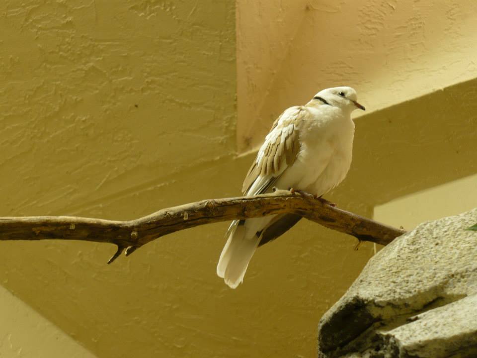 Aviary