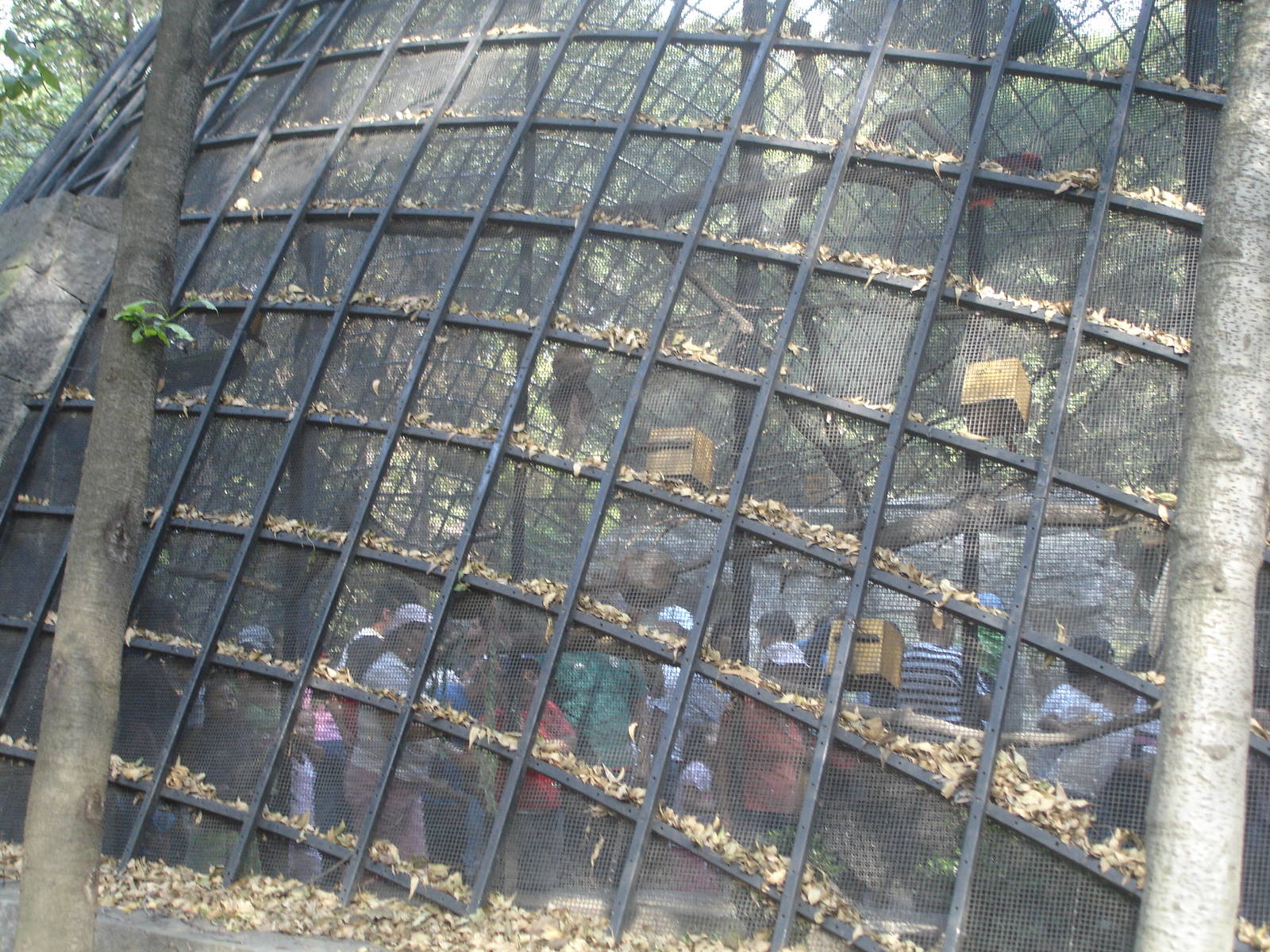 Aviary