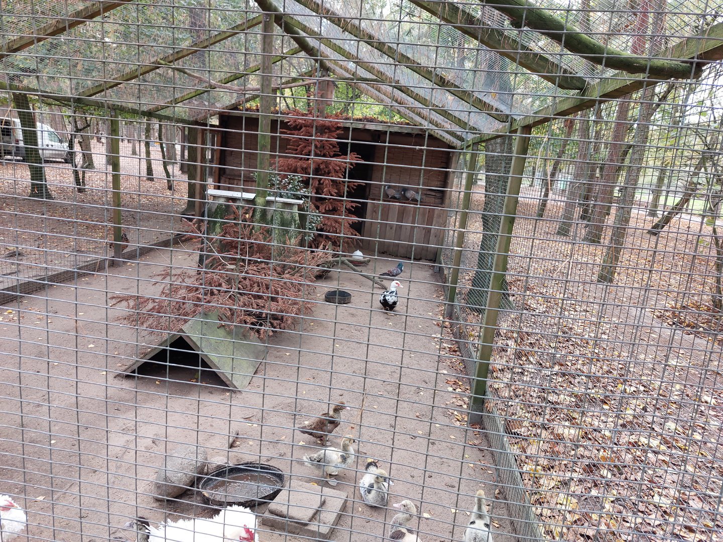 Aviaty with moscovy ducks, cauchois pigeons and frizzle chicken